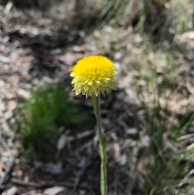 Coronidium scorpioides (Button Everlasting) at Mount Majura - 6 Nov 2016 by AaronClausen