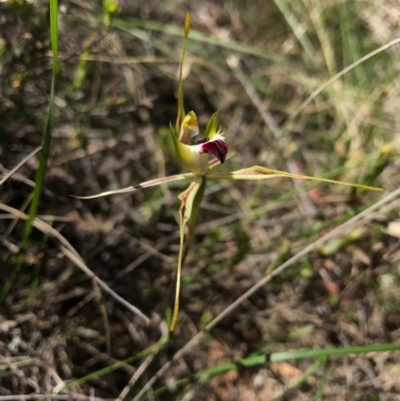 Caladenia atrovespa (Green-comb Spider Orchid) at Mount Majura - 6 Nov 2016 by AaronClausen