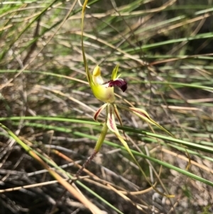 Caladenia atrovespa at Canberra Central, ACT - 6 Nov 2016