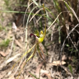 Caladenia atrovespa at Canberra Central, ACT - 6 Nov 2016