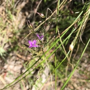 Thysanotus patersonii at Canberra Central, ACT - 6 Nov 2016