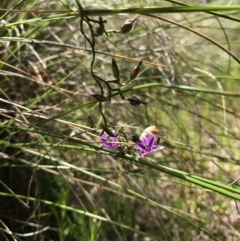 Thysanotus patersonii at Canberra Central, ACT - 6 Nov 2016 01:35 PM