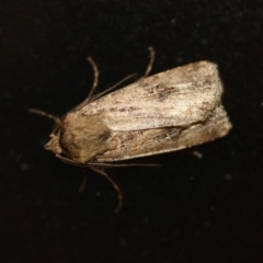 Noctuidae (family) (A cutworm or owlet moth) at Tathra Public School - 5 Nov 2016 by KerryVance