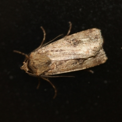 Noctuidae (family) (A cutworm or owlet moth) at Tathra, NSW - 4 Nov 2016 by KerryVance