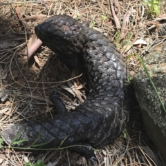 Tiliqua rugosa (Shingleback Lizard) at Mount Majura - 6 Nov 2016 by AaronClausen