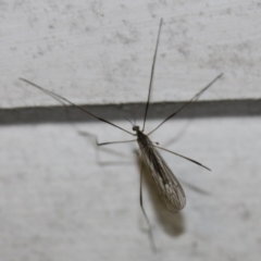 Symplecta (Trimicra) pilipes (A limoniid crane fly) at Tathra Public School - 4 Nov 2016 by KerryVance