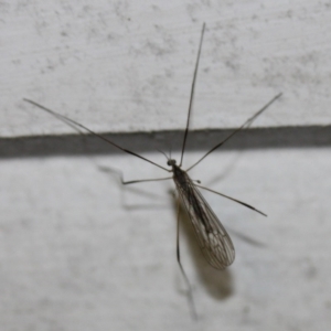 Symplecta (Trimicra) pilipes at Tathra Public School - 5 Nov 2016