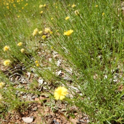 Calotis lappulacea (Yellow Burr Daisy) at Red Hill, ACT - 6 Nov 2016 by MichaelMulvaney