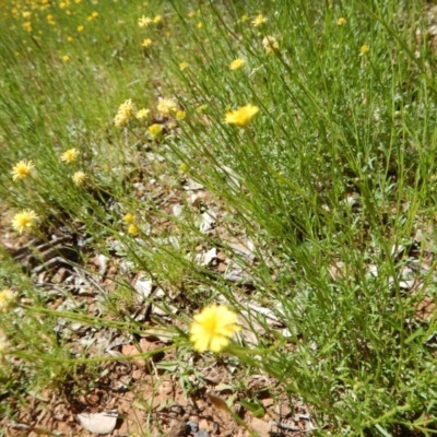 Calotis lappulacea (Yellow Burr Daisy) at Red Hill Nature Reserve - 5 Nov 2016 by MichaelMulvaney