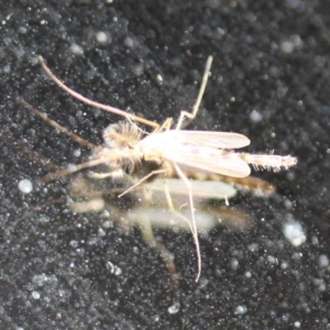 Chironomidae (family) at Tathra Public School - 5 Nov 2016 12:00 AM