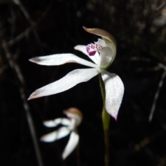 Caladenia moschata (Musky Caps) at Point 49 - 5 Nov 2016 by CathB