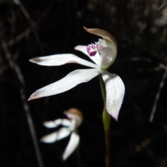 Caladenia moschata (Musky Caps) at Aranda, ACT - 5 Nov 2016 by CathB