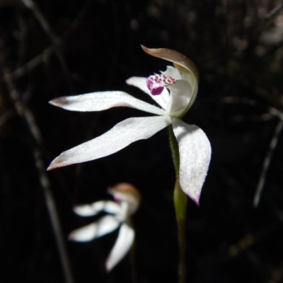 Caladenia moschata (Musky Caps) at Point 49 - 5 Nov 2016 by CathB