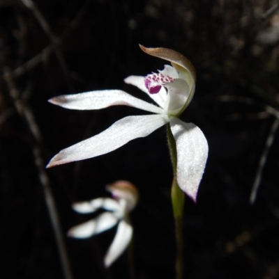 Caladenia moschata (Musky Caps) at Aranda, ACT - 5 Nov 2016 by CathB