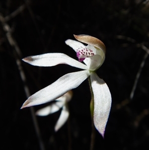 Caladenia moschata at Point 49 - suppressed