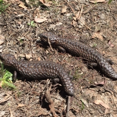 Tiliqua rugosa (Shingleback Lizard) at Bungendore, NSW - 6 Nov 2016 by yellowboxwoodland