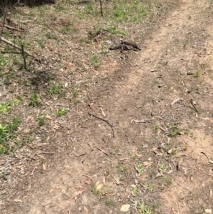 Tiliqua rugosa at Bungendore, NSW - 6 Nov 2016