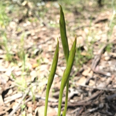 Diuris dendrobioides (Late Mauve Doubletail) at Mount Majura - 6 Nov 2016 by AaronClausen