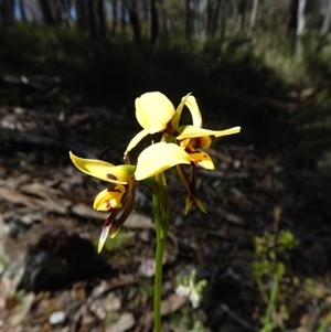 Diuris sulphurea at Point 49 - suppressed