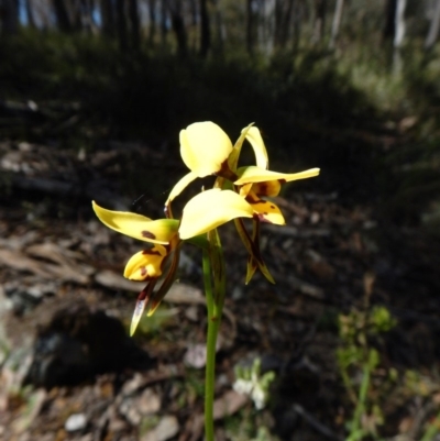 Diuris sulphurea (Tiger Orchid) at Aranda, ACT - 5 Nov 2016 by CathB