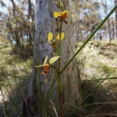 Diuris sulphurea at Point 49 - suppressed