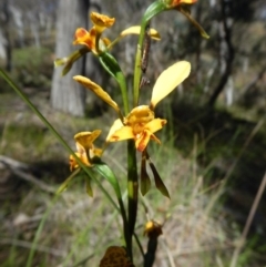 Diuris nigromontana (Black Mountain Leopard Orchid) at Aranda, ACT - 5 Nov 2016 by CathB