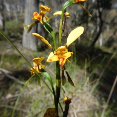 Diuris nigromontana (Black Mountain Leopard Orchid) at Aranda, ACT - 5 Nov 2016 by CathB