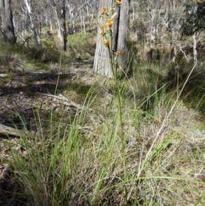 Diuris nigromontana at Point 49 - suppressed