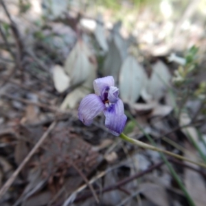 Glossodia major at Point 49 - 5 Nov 2016