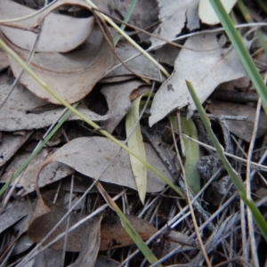 Glossodia major at Point 49 - 5 Nov 2016