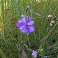 Swainsona sp. at QPRC LGA - 3 Nov 2016 by Ratcliffe