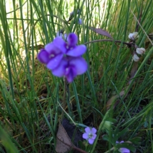 Swainsona sp. at Burra, NSW - 3 Nov 2016 12:03 PM