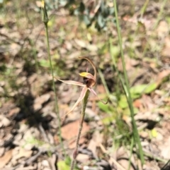 Caladenia actensis (Canberra Spider Orchid) at Canberra Central, ACT by AaronClausen