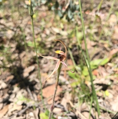 Caladenia actensis (Canberra Spider Orchid) at Mount Majura - 6 Nov 2016 by AaronClausen