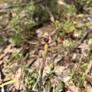 Caladenia actensis at suppressed - suppressed