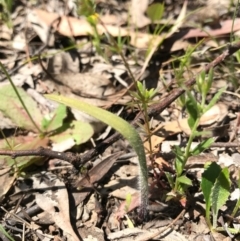 Caladenia actensis at suppressed - suppressed