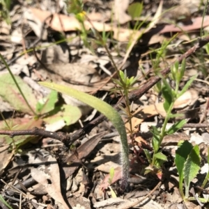 Caladenia actensis at suppressed - suppressed