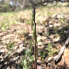 Thelymitra sp. (A Sun Orchid) at Mount Majura - 6 Nov 2016 by AaronClausen