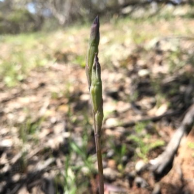Thelymitra (Genus) (Sun Orchid) at Canberra Central, ACT - 6 Nov 2016 by AaronClausen