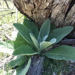 Verbascum thapsus subsp. thapsus (Great Mullein, Aaron's Rod) at Mount Majura - 6 Nov 2016 by AaronClausen