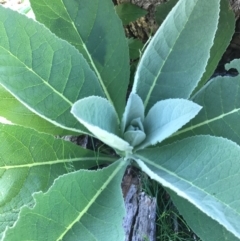 Verbascum thapsus subsp. thapsus at Canberra Central, ACT - 6 Nov 2016