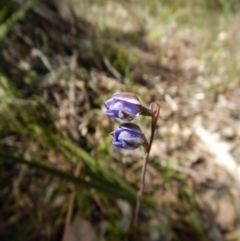 Thelymitra juncifolia (Dotted Sun Orchid) at Point 49 - 5 Nov 2016 by CathB