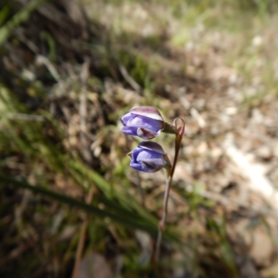 Thelymitra juncifolia (Dotted Sun Orchid) at Point 49 - 5 Nov 2016 by CathB