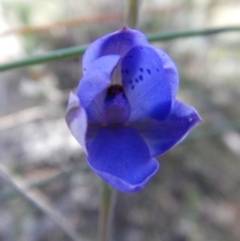 Thelymitra juncifolia at Point 49 - suppressed