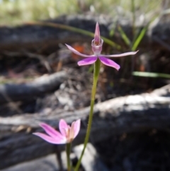 Caladenia carnea (Pink Fingers) at Aranda, ACT - 5 Nov 2016 by CathB