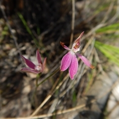 Caladenia carnea at Point 49 - suppressed