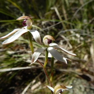 Caladenia cucullata at Point 49 - 5 Nov 2016