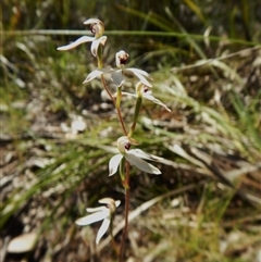 Caladenia cucullata at Point 49 - 5 Nov 2016