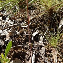 Caladenia cucullata at Point 49 - 5 Nov 2016