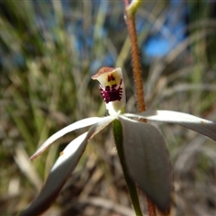 Caladenia cucullata at Point 49 - 5 Nov 2016